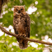 Juvenile Great Horned Owl!