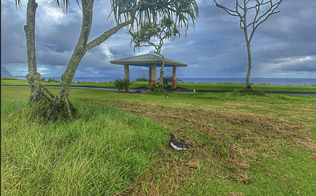 Albatross Nesting Area near Princeville by redy4et