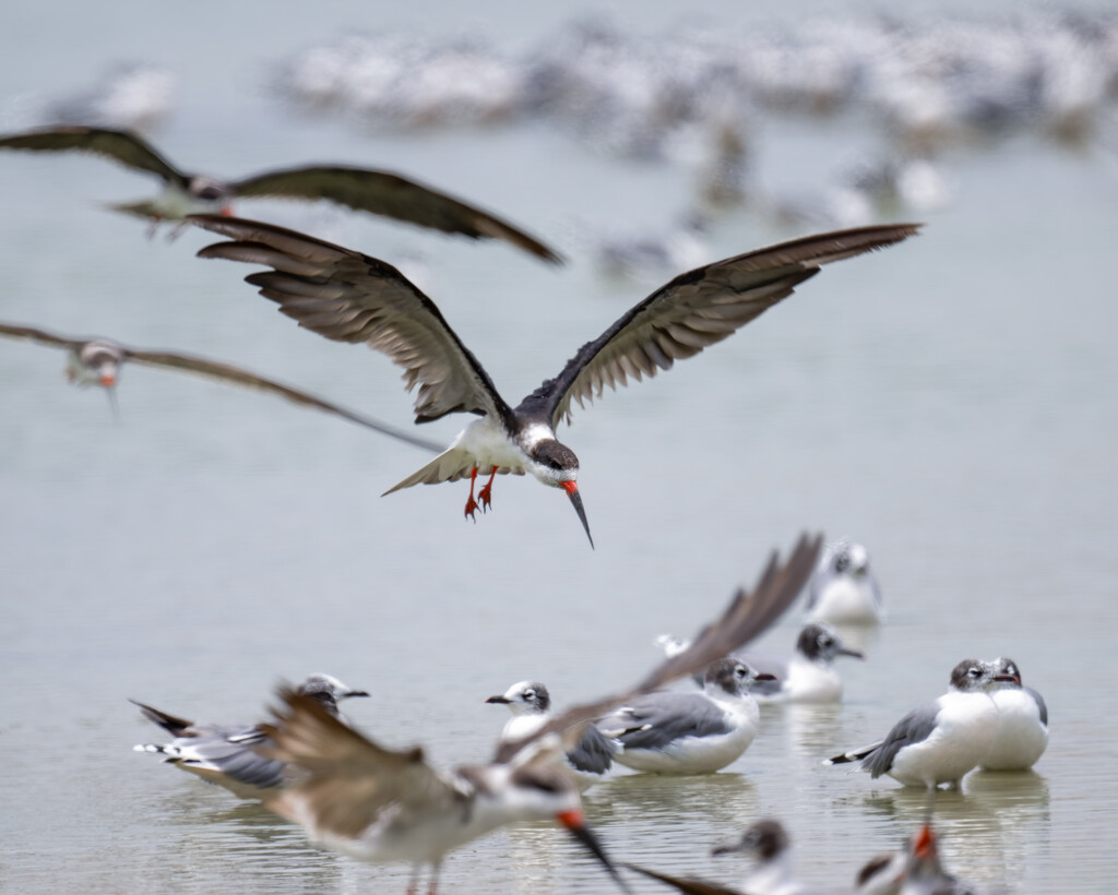 Black Skimmer by nicoleweg