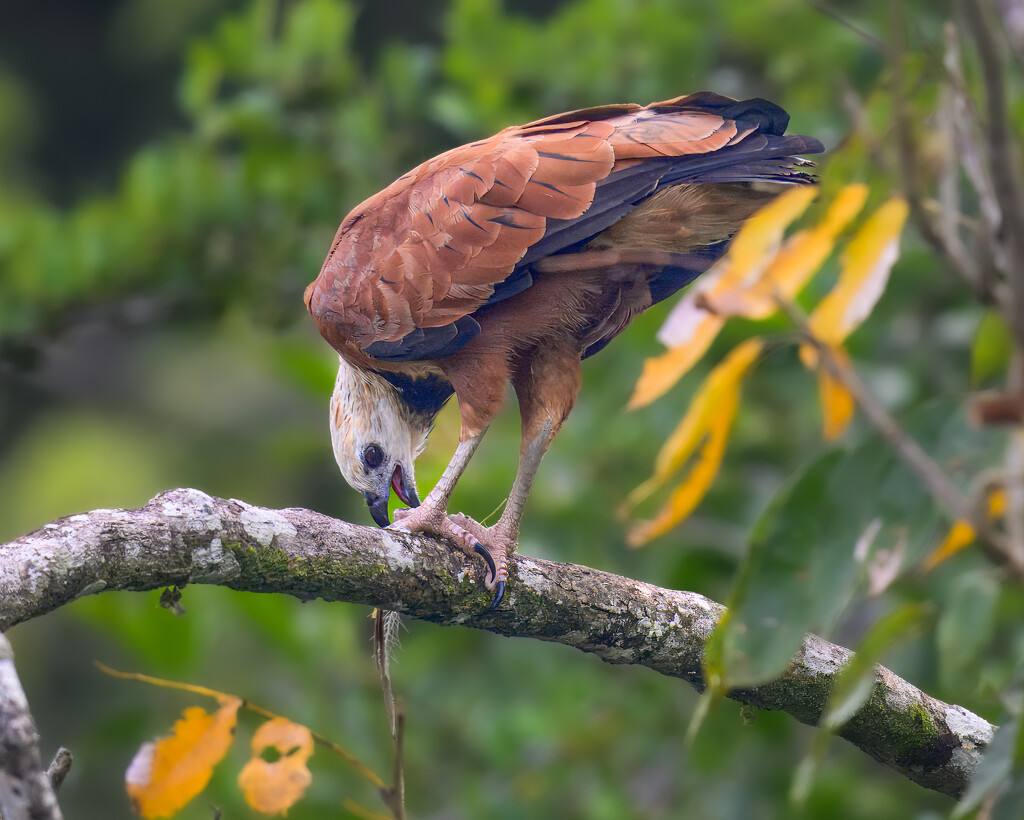 Black-collared Hawk by nicoleweg