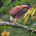 Black-collared Hawk by nicoleweg
