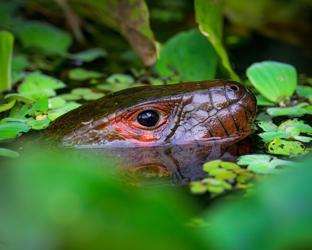 caiman lizard by nicoleweg