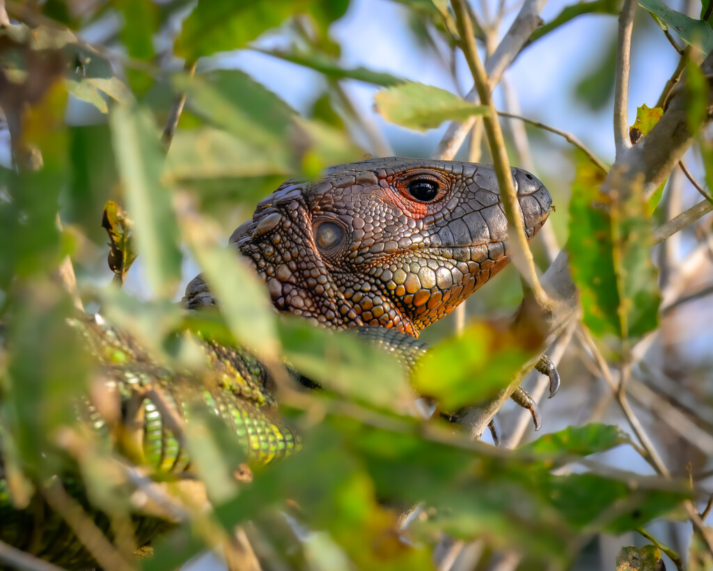 caiman lizard by nicoleweg