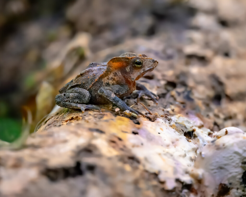 Crested Forest Toad by nicoleweg