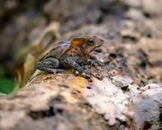 17th Jun 2024 - Crested Forest Toad