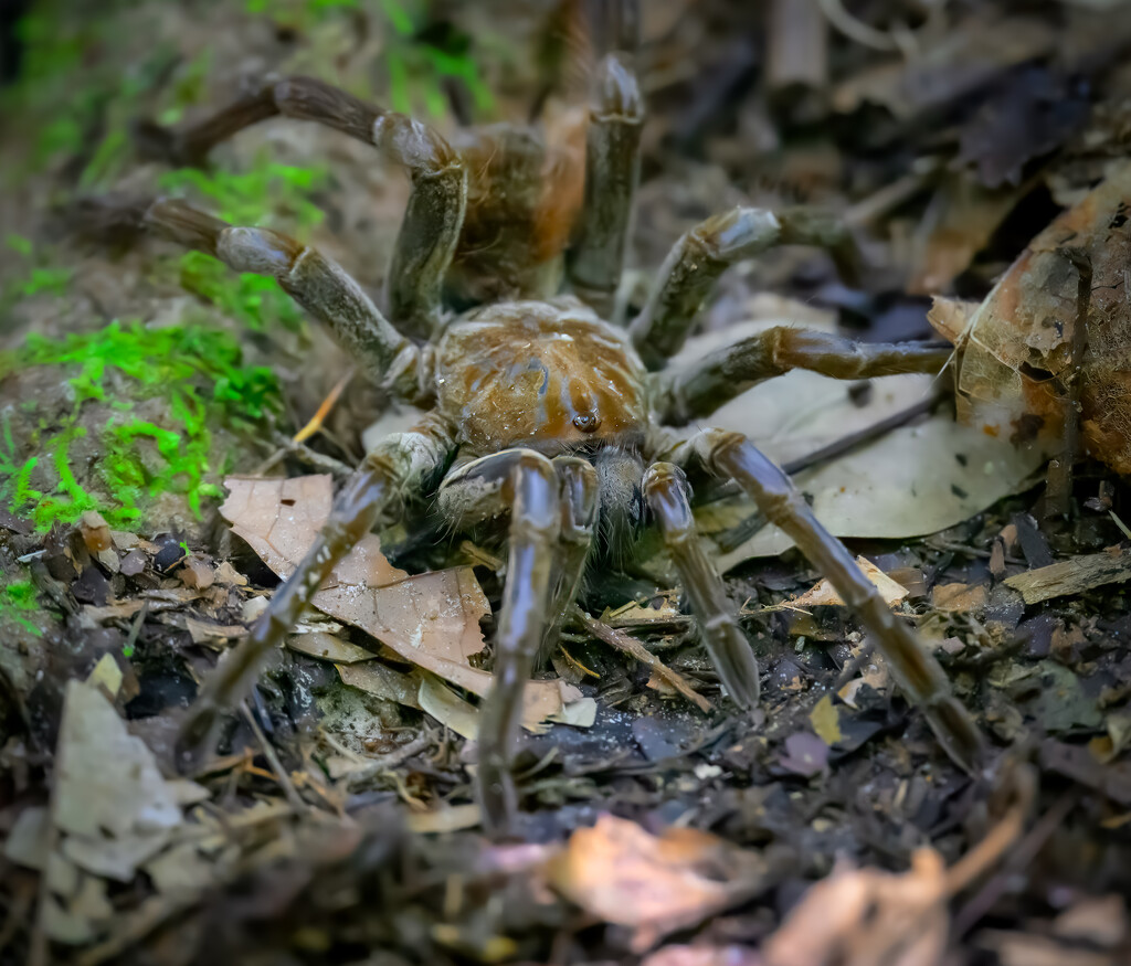 Goliath Birdeater  by nicoleweg