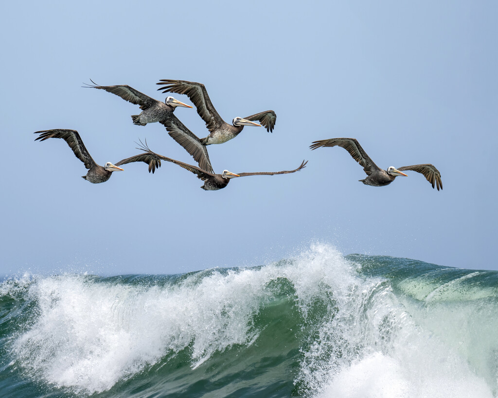 Peruvian Pelicans by nicoleweg