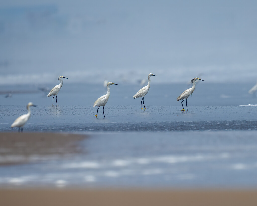 Snowy Egret by nicoleweg