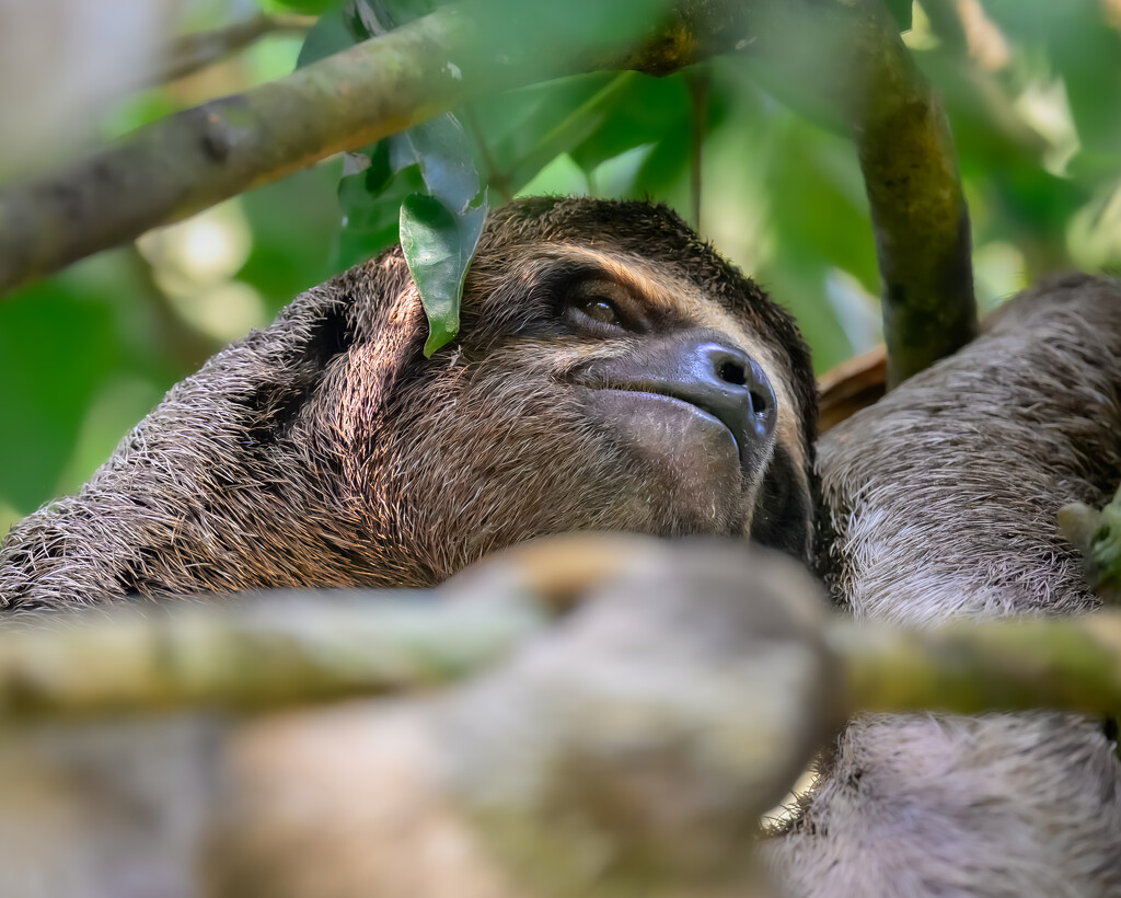 Three-toed Sloth  by nicoleweg