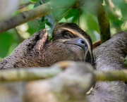 18th Jun 2024 - Three-toed Sloth 