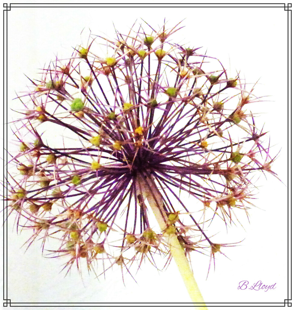 Allium Seedhead.  by beryl