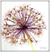 25th Jun 2024 - Allium Seedhead. 