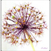 Allium Seedhead.  by beryl