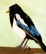 25th Jun 2024 - Magpie (painting)