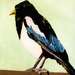 Magpie (painting) by stuart46
