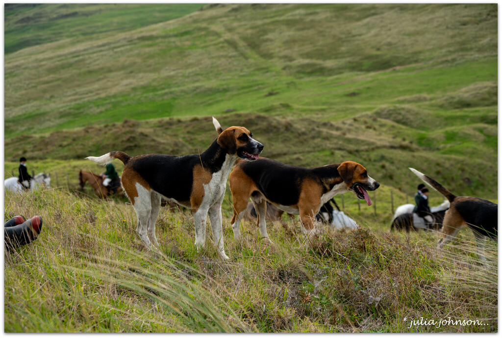 The Hounds by julzmaioro