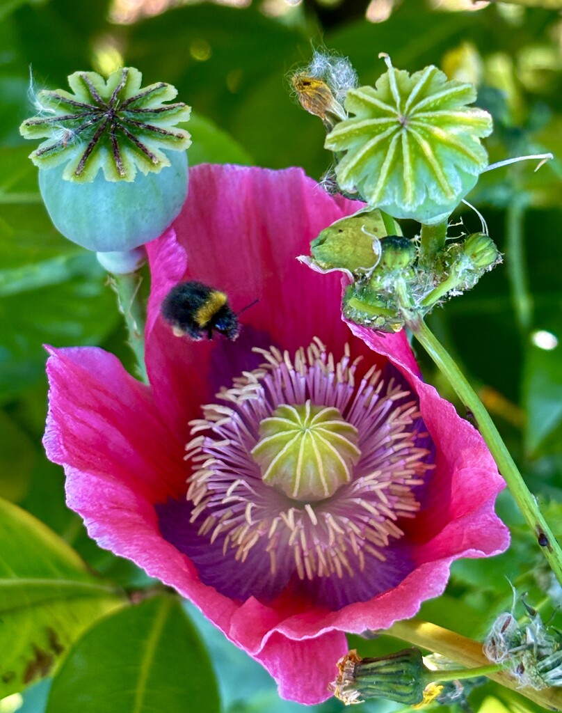Buzzing around a poppy by lizgooster