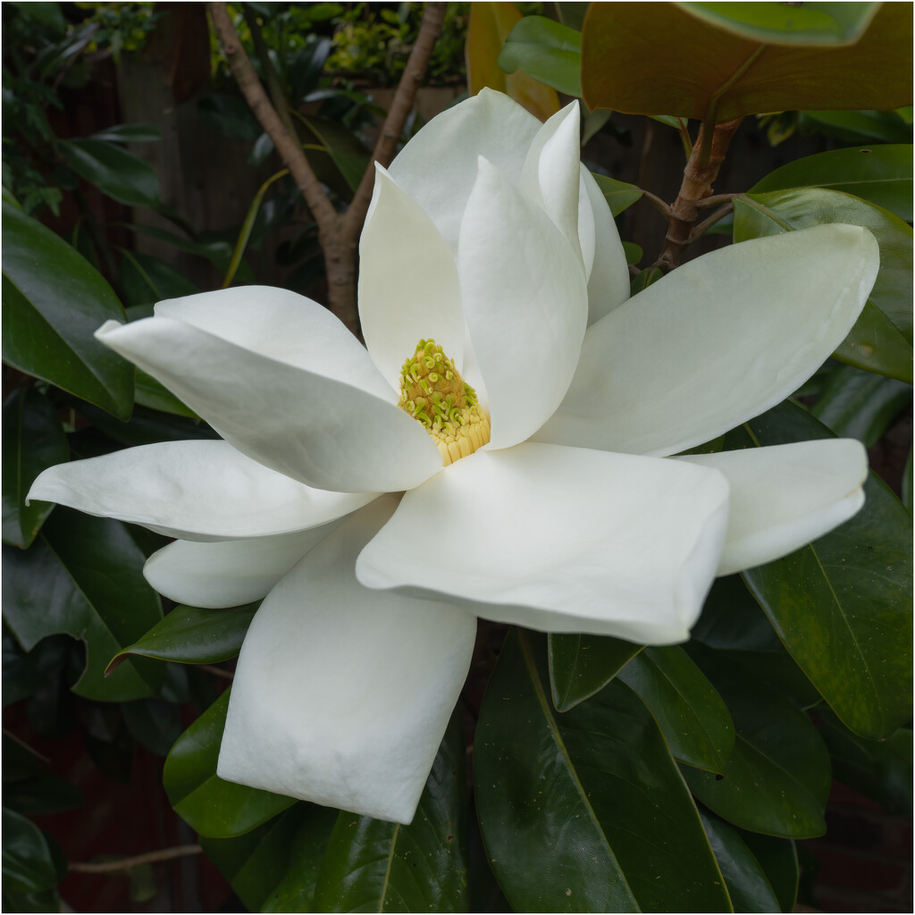 Southern Magnolia  by clifford