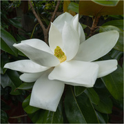 25th Jun 2024 - Southern Magnolia 