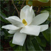 Southern Magnolia  by clifford