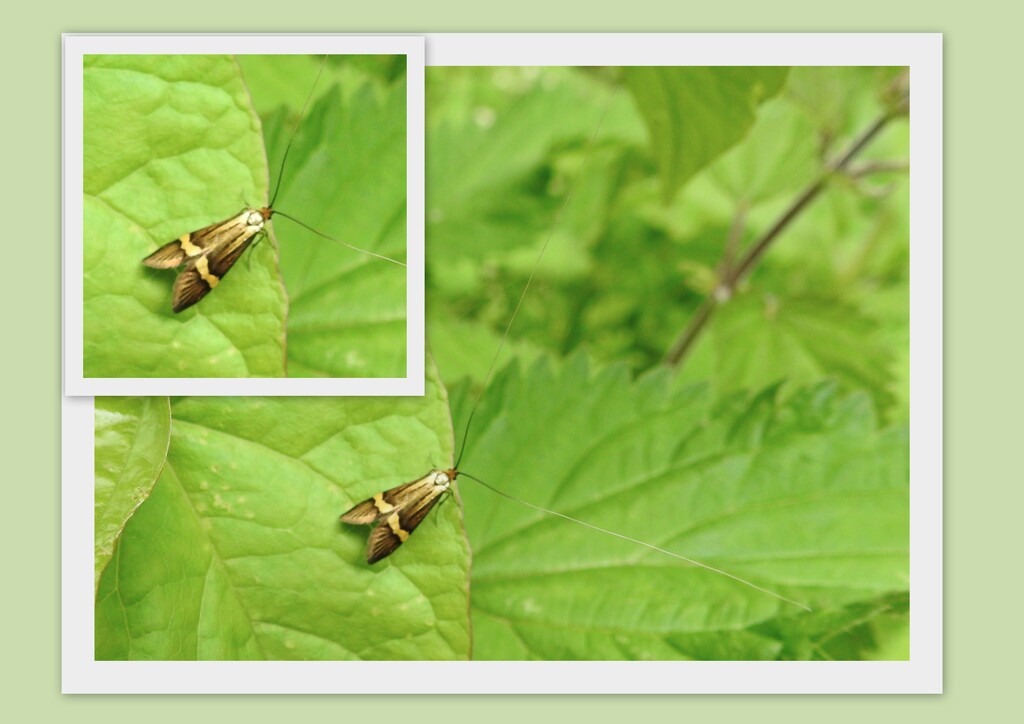 Longhorn Moth by oldjosh