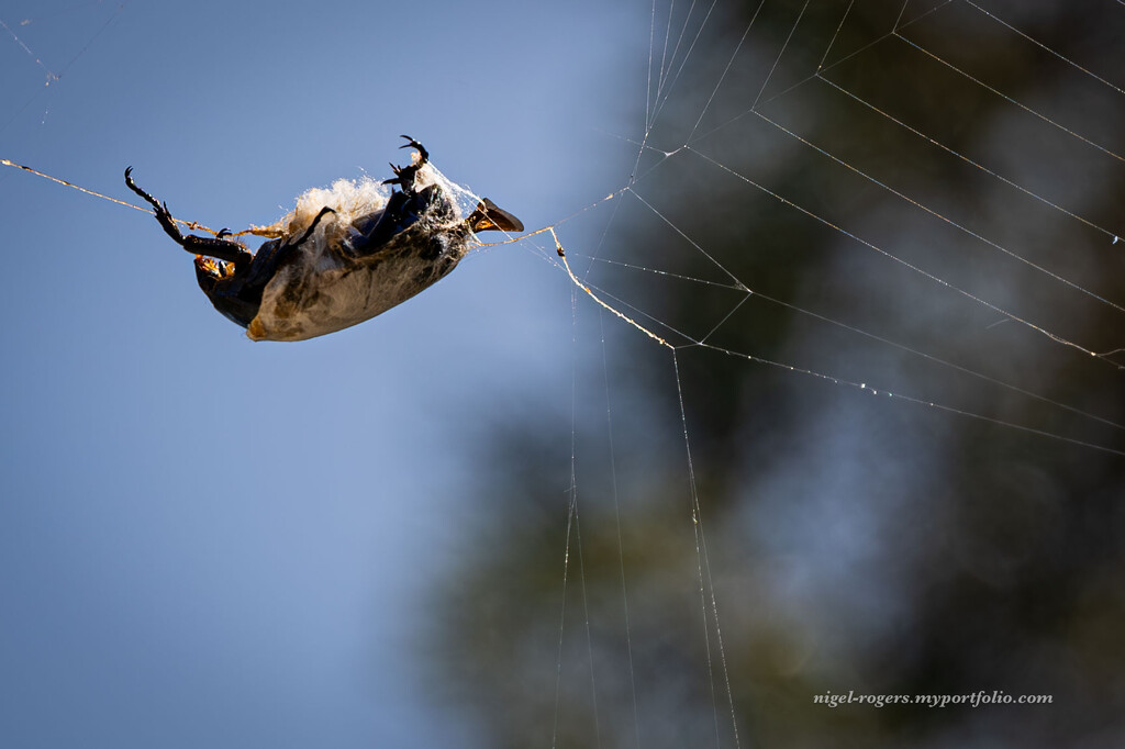 On the web by nigelrogers