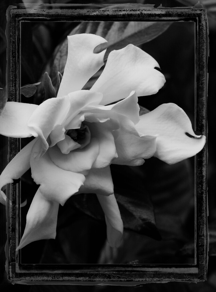 Gardenia bloom... by marlboromaam