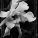 Gardenia bloom... by marlboromaam
