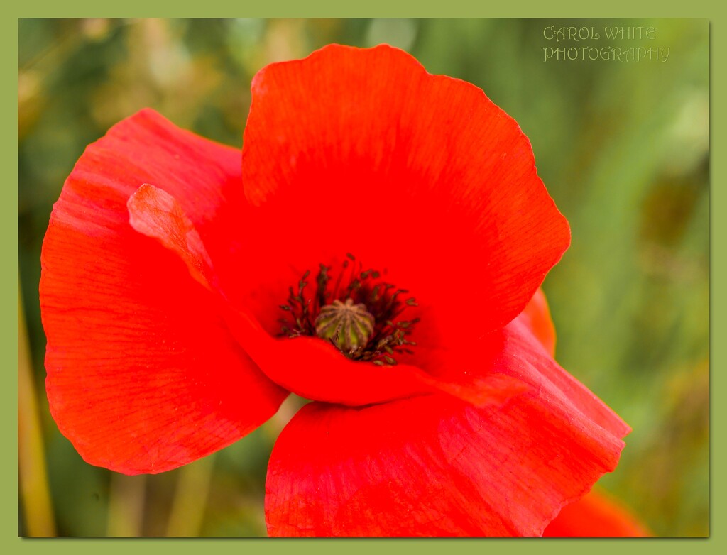 Poppy by carolmw