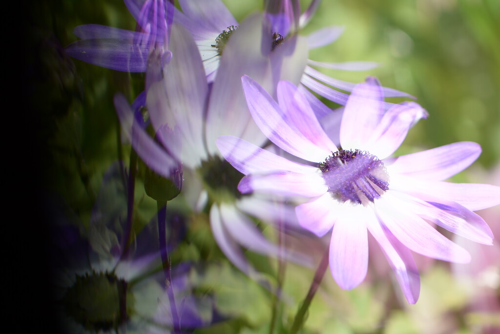 Senetti flowers~~~~~ by ziggy77