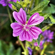 24th Jun 2024 - Common mallow