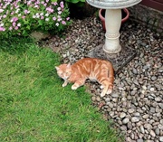 24th Jun 2024 - Hunter enjoying the cool evening in the garden,