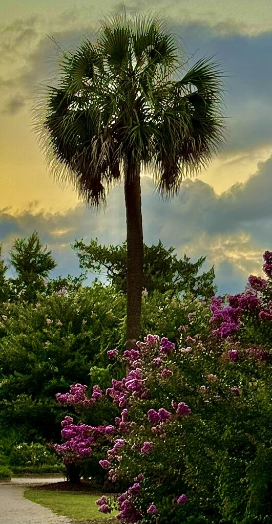 Palmetto tree,Hampton Park Gardens by congaree