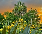 24th Jun 2024 - Hampton Park Gardens at sunset