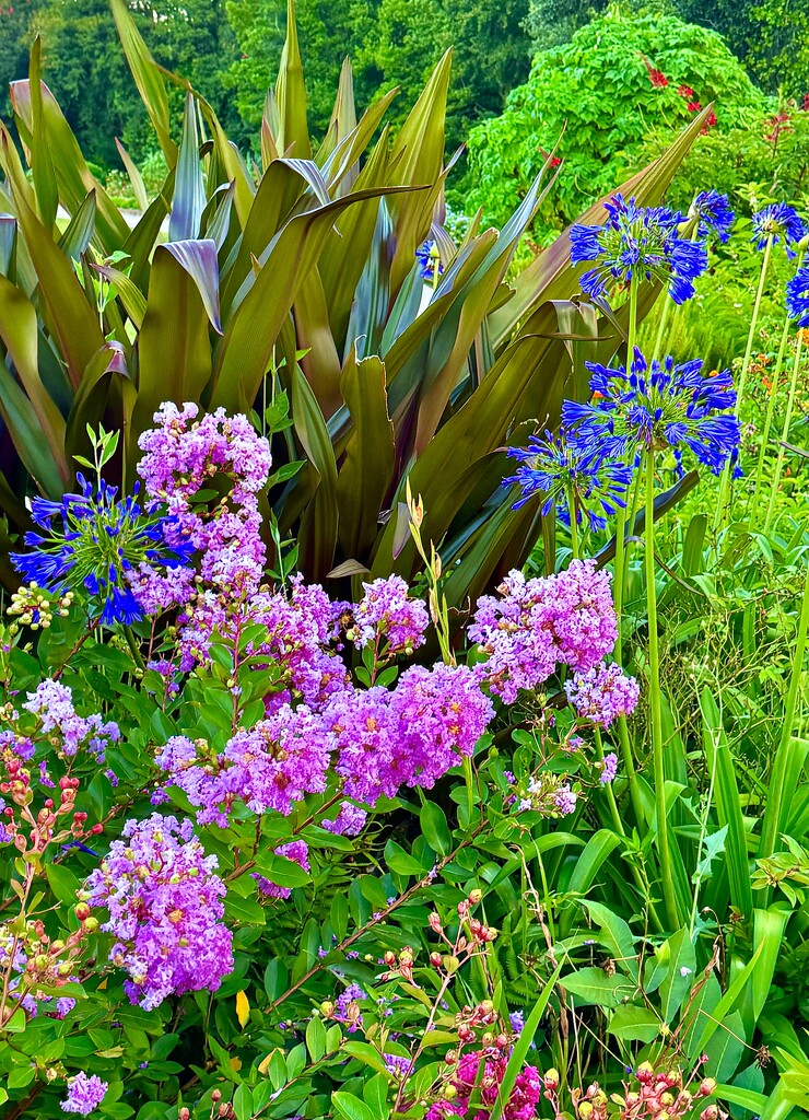 Crape Myrtle beauty by congaree