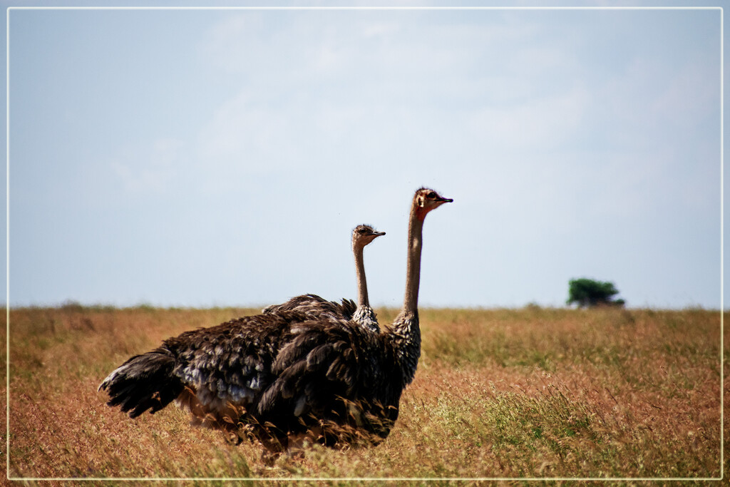  Masai ostrich by 365projectorgchristine