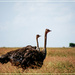  Masai ostrich