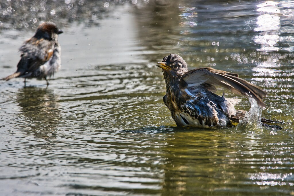 Having a bath by okvalle