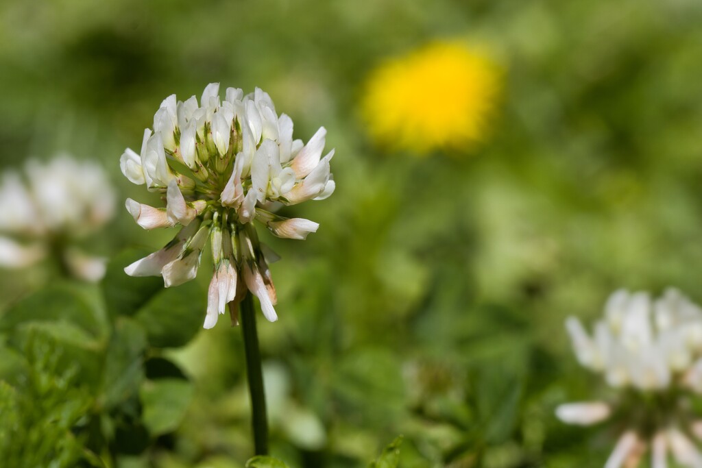 White clover by okvalle