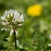 White clover by okvalle