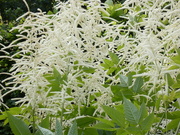 25th Jun 2024 - Aruncus or Bride’s Feathers