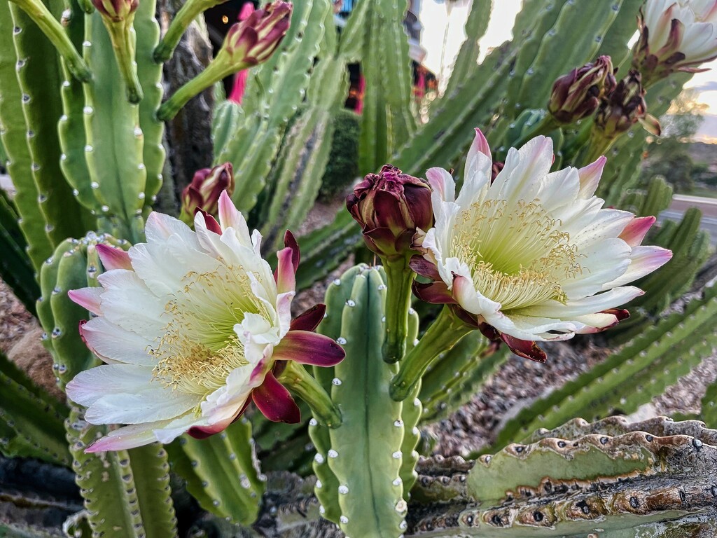 6 24 Senita Cactus flowers by sandlily