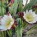 6 24 Senita Cactus flowers