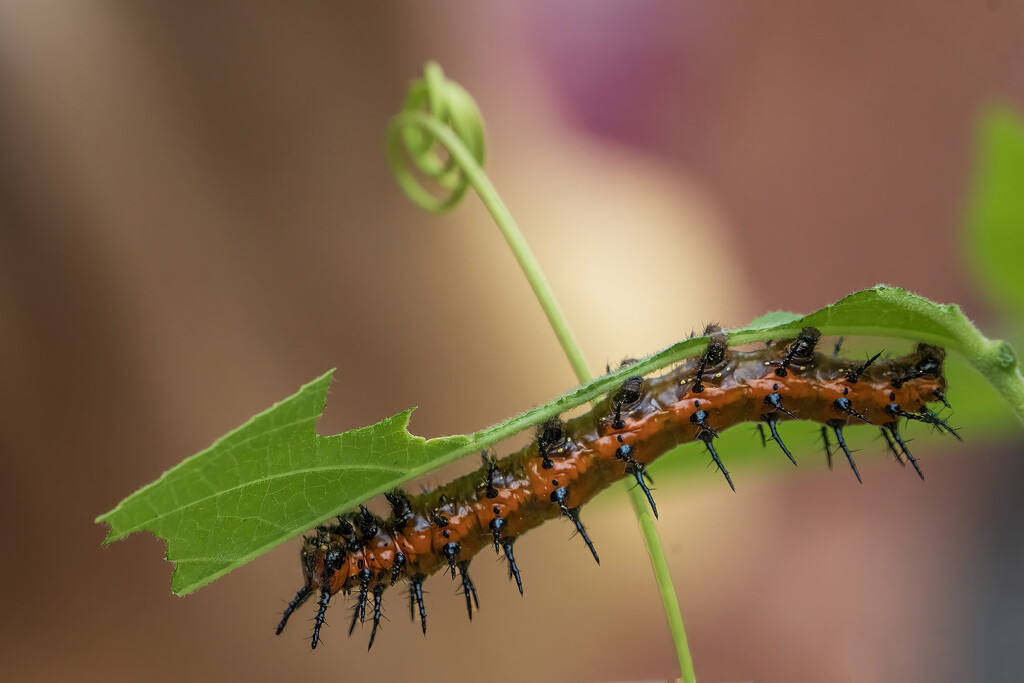 Gulf Fritillary Caterpillar by k9photo