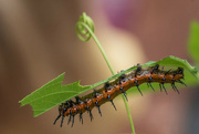 25th Jun 2024 - Gulf Fritillary Caterpillar