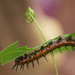 Gulf Fritillary Caterpillar by k9photo