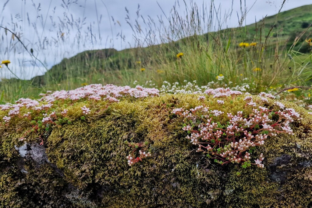 pink by christophercox