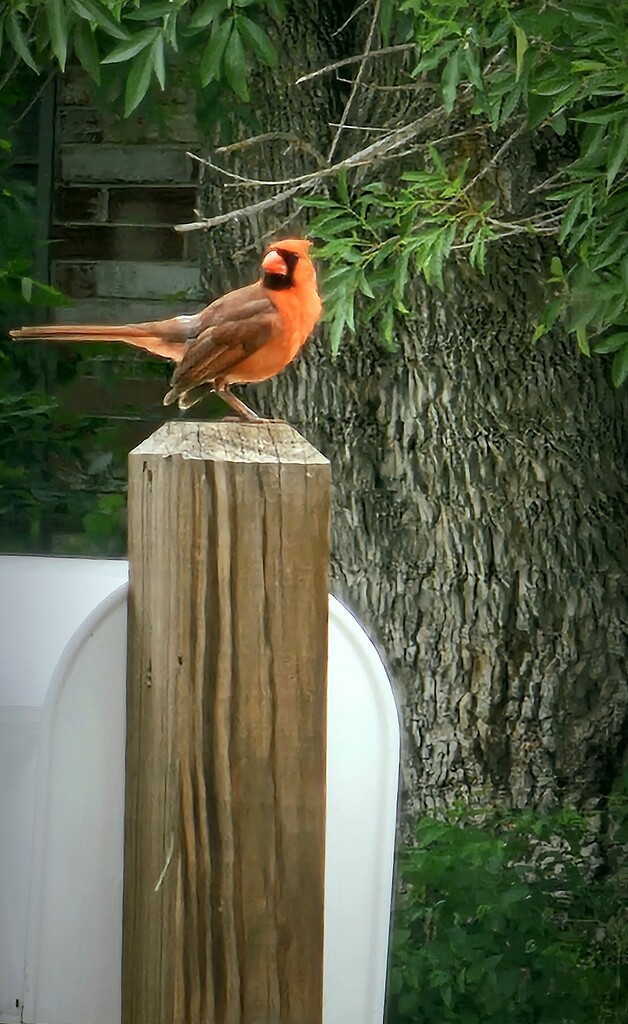 Cardinal by gothmom1313