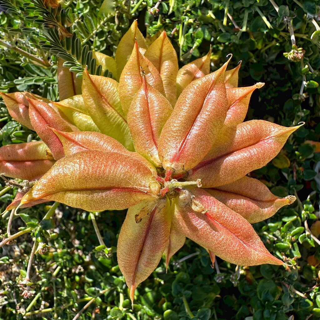 Astragalus by shutterbug49