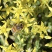 Honey Bee  by dailypix